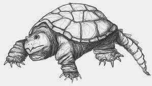 drawing of snapping turtle